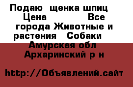 Подаю. щенка шпиц  › Цена ­ 27 000 - Все города Животные и растения » Собаки   . Амурская обл.,Архаринский р-н